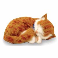 Orange Tabby breathing kitten