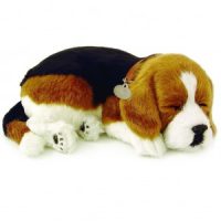 Beagle breathing puppy