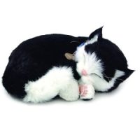 Sensory Pet - black and white shorthair kitten