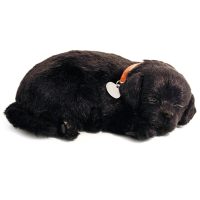 Sensory Pet - Black labrador