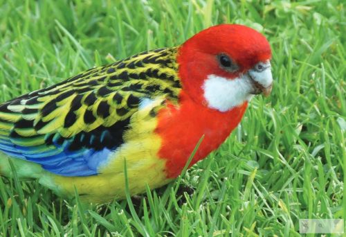 20p Ecoboard Jigsaw Puzzle - Eastern Rosella - Larger Piece Size